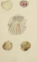 Picture 76 of 83 from General conchology; or, a description of shells arranged according to the Linnean system. And illustrated with plates drawn and coloured from nature. Vol. 1 / by W. Wood. (1815), leaf 445
