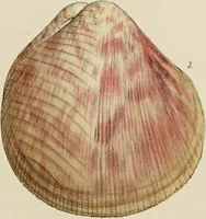 Picture 78 of 83 from General conchology; or, a description of shells arranged according to the Linnean system. And illustrated with plates drawn and coloured from nature. Vol. 1 / by W. Wood. (1815), leaf 447