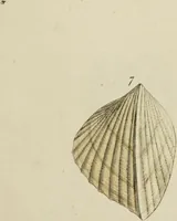 Picture 79 of 83 from General conchology; or, a description of shells arranged according to the Linnean system. And illustrated with plates drawn and coloured from nature. Vol. 1 / by W. Wood. (1815), leaf 447