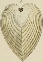Picture 81 of 83 from General conchology; or, a description of shells arranged according to the Linnean system. And illustrated with plates drawn and coloured from nature. Vol. 1 / by W. Wood. (1815), leaf 447