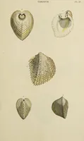 Picture 82 of 83 from General conchology; or, a description of shells arranged according to the Linnean system. And illustrated with plates drawn and coloured from nature. Vol. 1 / by W. Wood. (1815), leaf 449