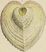 Picture 83 of 83 from General conchology; or, a description of shells arranged according to the Linnean system. And illustrated with plates drawn and coloured from nature. Vol. 1 / by W. Wood. (1815), leaf 451