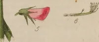 Picture 2 of 2 from British phaenogamous botany, or, figures and descriptions of the genera of British flowering plants / By W. Baxter. (1834), leaf 228