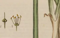 An illustration from British phaenogamous botany, or, figures and descriptions of the genera of British flowering plants / By W. Baxter. (1834)