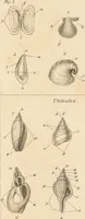 An illustration from The elements of conchology; or, natural history of shells. According to the Linnean system. With observations on modern arrangements / By Thomas Brown ... Illustrated with nine coloured engravings. (1816)