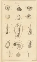 An illustration from The elements of conchology; or, natural history of shells. According to the Linnean system. With observations on modern arrangements / By Thomas Brown ... Illustrated with nine coloured engravings. (1816)