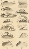 An illustration from The elements of conchology; or, natural history of shells. According to the Linnean system. With observations on modern arrangements / By Thomas Brown ... Illustrated with nine coloured engravings. (1816)