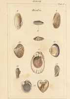 An illustration from The elements of conchology; or, natural history of shells. According to the Linnean system. With observations on modern arrangements / By Thomas Brown ... Illustrated with nine coloured engravings. (1816)