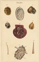 An illustration from The elements of conchology; or, natural history of shells. According to the Linnean system. With observations on modern arrangements / By Thomas Brown ... Illustrated with nine coloured engravings. (1816)