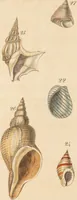 An illustration from The elements of conchology; or, natural history of shells. According to the Linnean system. With observations on modern arrangements / By Thomas Brown ... Illustrated with nine coloured engravings. (1816)