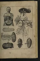 An illustration from A sure guide; or, the best and nearest way to physick and chyrurgery .... Being an anatomical description of the whol [sic] body of man, and its parts, with their respective diseases .... In six books .... / Englished by Nich. Culpeper, Gent. and W.R. doctor of the liberal arts, and of physick [i.e. William Rand]. (1657)