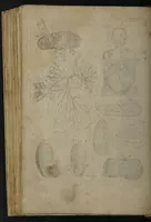 An illustration from A sure guide; or, the best and nearest way to physick and chyrurgery .... Being an anatomical description of the whol [sic] body of man, and its parts, with their respective diseases .... In six books .... / Englished by Nich. Culpeper, Gent. and W.R. doctor of the liberal arts, and of physick [i.e. William Rand]. (1657)