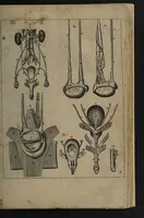 An illustration from A sure guide; or, the best and nearest way to physick and chyrurgery .... Being an anatomical description of the whol [sic] body of man, and its parts, with their respective diseases .... In six books .... / Englished by Nich. Culpeper, Gent. and W.R. doctor of the liberal arts, and of physick [i.e. William Rand]. (1657)