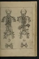 An illustration from A sure guide; or, the best and nearest way to physick and chyrurgery .... Being an anatomical description of the whol [sic] body of man, and its parts, with their respective diseases .... In six books .... / Englished by Nich. Culpeper, Gent. and W.R. doctor of the liberal arts, and of physick [i.e. William Rand]. (1657)