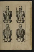 An illustration from A sure guide; or, the best and nearest way to physick and chyrurgery .... Being an anatomical description of the whol [sic] body of man, and its parts, with their respective diseases .... In six books .... / Englished by Nich. Culpeper, Gent. and W.R. doctor of the liberal arts, and of physick [i.e. William Rand]. (1657)