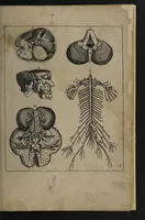 An illustration from A sure guide; or, the best and nearest way to physick and chyrurgery .... Being an anatomical description of the whol [sic] body of man, and its parts, with their respective diseases .... In six books .... / Englished by Nich. Culpeper, Gent. and W.R. doctor of the liberal arts, and of physick [i.e. William Rand]. (1657)