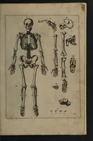 An illustration from A sure guide; or, the best and nearest way to physick and chyrurgery .... Being an anatomical description of the whol [sic] body of man, and its parts, with their respective diseases .... In six books .... / Englished by Nich. Culpeper, Gent. and W.R. doctor of the liberal arts, and of physick [i.e. William Rand]. (1657)