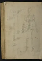 An illustration from A sure guide; or, the best and nearest way to physick and chyrurgery .... Being an anatomical description of the whol [sic] body of man, and its parts, with their respective diseases .... In six books .... / Englished by Nich. Culpeper, Gent. and W.R. doctor of the liberal arts, and of physick [i.e. William Rand]. (1657)