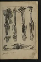 An illustration from A sure guide; or, the best and nearest way to physick and chyrurgery .... Being an anatomical description of the whol [sic] body of man, and its parts, with their respective diseases .... In six books .... / Englished by Nich. Culpeper, Gent. and W.R. doctor of the liberal arts, and of physick [i.e. William Rand]. (1657)