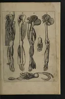 An illustration from A sure guide; or, the best and nearest way to physick and chyrurgery .... Being an anatomical description of the whol [sic] body of man, and its parts, with their respective diseases .... In six books .... / Englished by Nich. Culpeper, Gent. and W.R. doctor of the liberal arts, and of physick [i.e. William Rand]. (1657)
