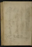 An illustration from A sure guide; or, the best and nearest way to physick and chyrurgery .... Being an anatomical description of the whol [sic] body of man, and its parts, with their respective diseases .... In six books .... / Englished by Nich. Culpeper, Gent. and W.R. doctor of the liberal arts, and of physick [i.e. William Rand]. (1657)
