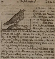 Picture 26 of 29 from The compleat gentleman. Fashioning him absolut, in the most necessary and commendable qualities concerning minde or body, that may be required in a noble gentleman. Wherevnto is annexed a description of the order of a maine battaile or pitched field, eight severall wayes. With the art of limming and other additions newly enlarged / By Henry Peacham. (1634), leaf 346