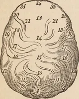 An illustration from The confessional ... An analysis of the causes and cure of melancholy, nervousness, mental and physical debility, arising from ill health, worldly anxiety ... To which is added an essay on corpulency-obesity ... A sketch of choice in marriage, phrenologically considered ... and a few comments on drunkenness / [Robert James Culverwell]. (1841)