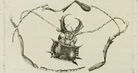 Picture 5 of 56 from Dr. Sulzers Abgekürtze Geschichte der Insecten. Nach dem Linaeischen System / [Johann Heinrich Sulzer]. (1776), leaf 102