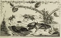 An illustration from Dr. Sulzers Abgekürtze Geschichte der Insecten. Nach dem Linaeischen System / [Johann Heinrich Sulzer]. (1776)