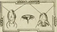 An illustration from Dr. Sulzers Abgekürtze Geschichte der Insecten. Nach dem Linaeischen System / [Johann Heinrich Sulzer]. (1776)