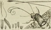 An illustration from Dr. Sulzers Abgekürtze Geschichte der Insecten. Nach dem Linaeischen System / [Johann Heinrich Sulzer]. (1776)