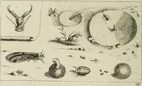 An illustration from Dr. Sulzers Abgekürtze Geschichte der Insecten. Nach dem Linaeischen System / [Johann Heinrich Sulzer]. (1776)