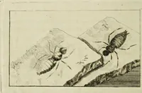 An illustration from Dr. Sulzers Abgekürtze Geschichte der Insecten. Nach dem Linaeischen System / [Johann Heinrich Sulzer]. (1776)