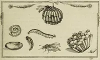 An illustration from Dr. Sulzers Abgekürtze Geschichte der Insecten. Nach dem Linaeischen System / [Johann Heinrich Sulzer]. (1776)