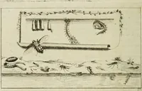 Picture 13 of 56 from Dr. Sulzers Abgekürtze Geschichte der Insecten. Nach dem Linaeischen System / [Johann Heinrich Sulzer]. (1776), leaf 236