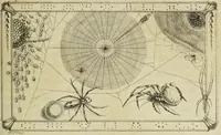 Picture 15 of 56 from Dr. Sulzers Abgekürtze Geschichte der Insecten. Nach dem Linaeischen System / [Johann Heinrich Sulzer]. (1776), leaf 261