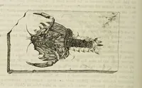 An illustration from Dr. Sulzers Abgekürtze Geschichte der Insecten. Nach dem Linaeischen System / [Johann Heinrich Sulzer]. (1776)