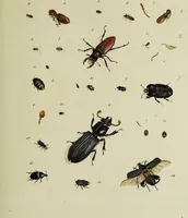 Picture 19 of 56 from Dr. Sulzers Abgekürtze Geschichte der Insecten. Nach dem Linaeischen System / [Johann Heinrich Sulzer]. (1776), leaf 317