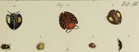 An illustration from Dr. Sulzers Abgekürtze Geschichte der Insecten. Nach dem Linaeischen System / [Johann Heinrich Sulzer]. (1776)