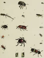 An illustration from Dr. Sulzers Abgekürtze Geschichte der Insecten. Nach dem Linaeischen System / [Johann Heinrich Sulzer]. (1776)