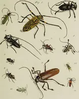 Picture 22 of 56 from Dr. Sulzers Abgekürtze Geschichte der Insecten. Nach dem Linaeischen System / [Johann Heinrich Sulzer]. (1776), leaf 329