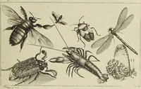 An illustration from Dr. Sulzers Abgekürtze Geschichte der Insecten. Nach dem Linaeischen System / [Johann Heinrich Sulzer]. (1776)