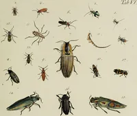 An illustration from Dr. Sulzers Abgekürtze Geschichte der Insecten. Nach dem Linaeischen System / [Johann Heinrich Sulzer]. (1776)
