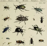 Picture 25 of 56 from Dr. Sulzers Abgekürtze Geschichte der Insecten. Nach dem Linaeischen System / [Johann Heinrich Sulzer]. (1776), leaf 337