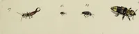 An illustration from Dr. Sulzers Abgekürtze Geschichte der Insecten. Nach dem Linaeischen System / [Johann Heinrich Sulzer]. (1776)