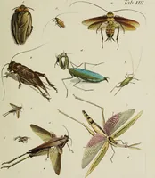 An illustration from Dr. Sulzers Abgekürtze Geschichte der Insecten. Nach dem Linaeischen System / [Johann Heinrich Sulzer]. (1776)