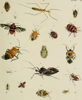 Picture 29 of 56 from Dr. Sulzers Abgekürtze Geschichte der Insecten. Nach dem Linaeischen System / [Johann Heinrich Sulzer]. (1776), leaf 349