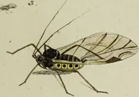 An illustration from Dr. Sulzers Abgekürtze Geschichte der Insecten. Nach dem Linaeischen System / [Johann Heinrich Sulzer]. (1776)