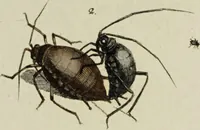 An illustration from Dr. Sulzers Abgekürtze Geschichte der Insecten. Nach dem Linaeischen System / [Johann Heinrich Sulzer]. (1776)