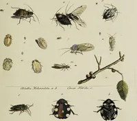 An illustration from Dr. Sulzers Abgekürtze Geschichte der Insecten. Nach dem Linaeischen System / [Johann Heinrich Sulzer]. (1776)